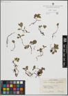 Foto von Salix herbacea L. x Salix polaris Wahlenb.